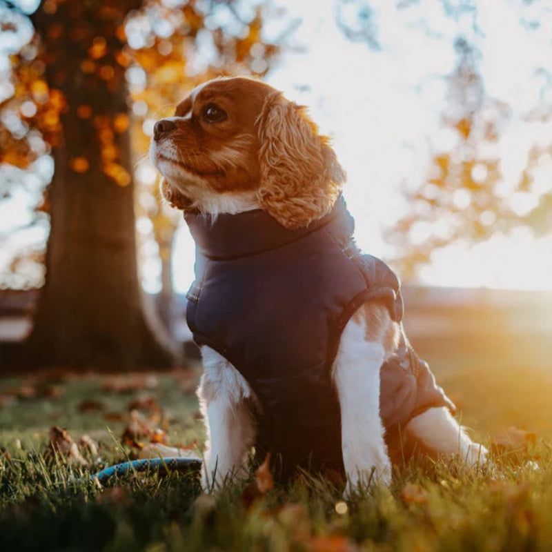 GoldPaw - Ge quiltete Hundejacke mit integriertem Geschirr für Golden Retriever