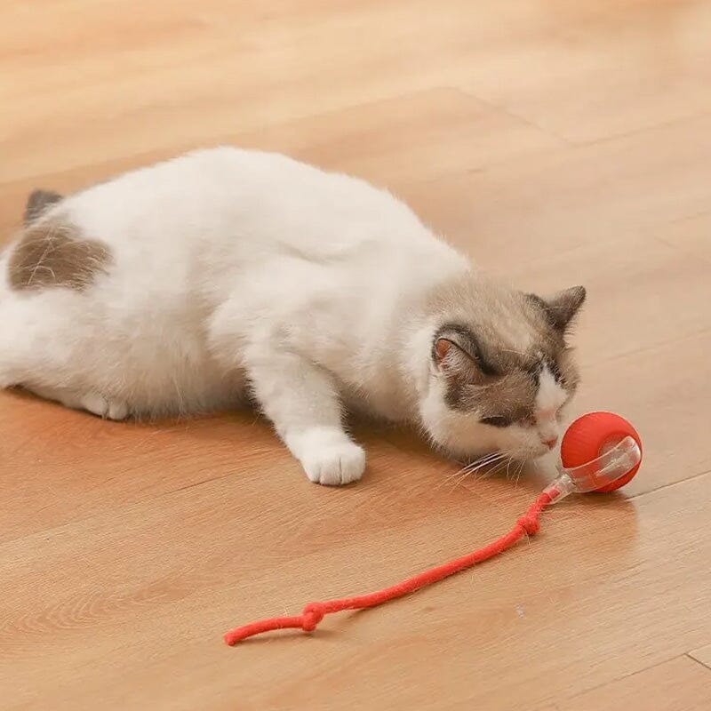 LED-interaktiver Katzenspielball für drinnen